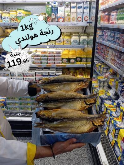 عرض الرنجا من المحلاوى