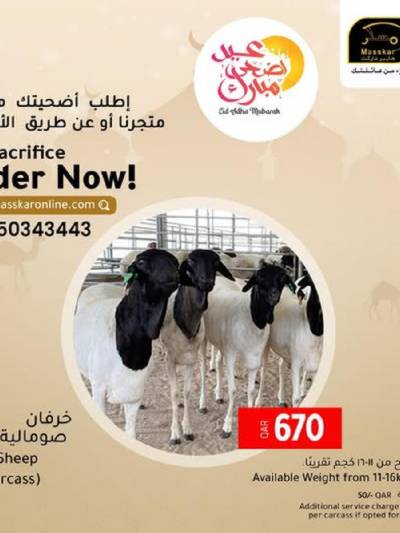 عروض الاضحية من مسكر
