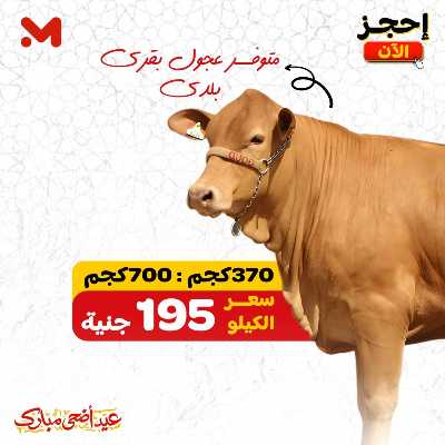 اسعار الاضاحي  من المحلاوى 2
