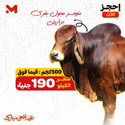 اسعار الاضاحي  من المحلاوى 3