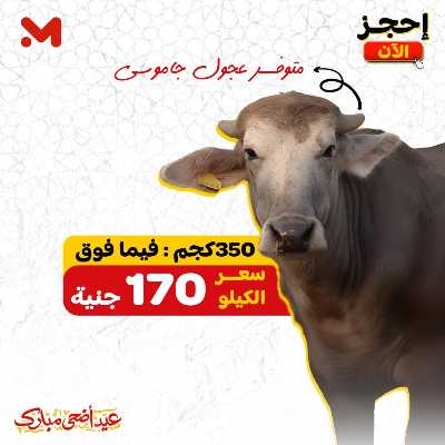 اسعار الاضاحي  من المحلاوى 4