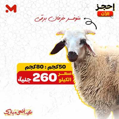 اسعار الاضاحي  من المحلاوى 5