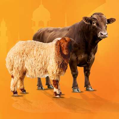 عروض لحوم عيد الاضحي من جمله ماركت 2