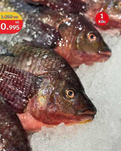 عروض الطازج من سيتى هايبر 9